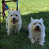 caliwesties